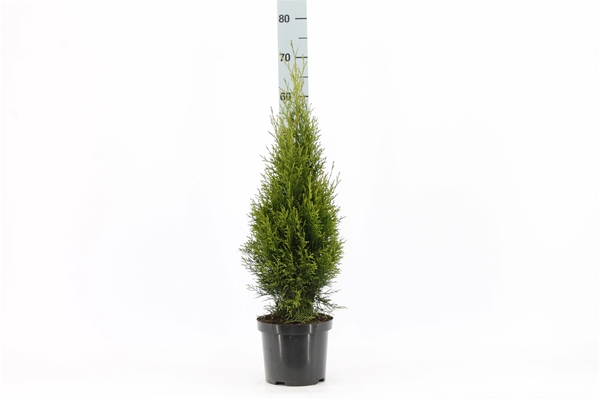Thuja Occidentalis Smaragd 60-80