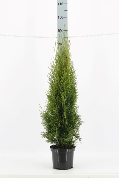 Thuja Occidentalis Smaragd 80-100