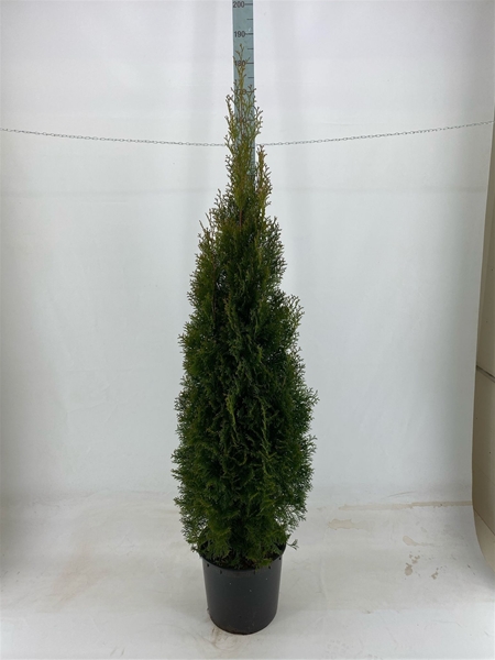 Thuja Occidentalis Smaragd 160-180