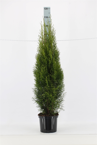 Thuja Occidentalis Smaragd 100-120