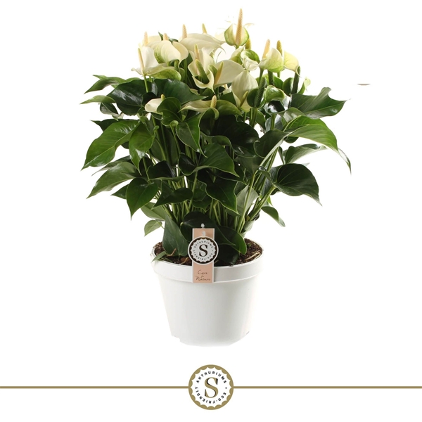 Anthurium Andreanum White Champion