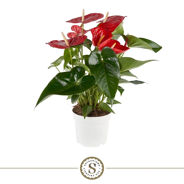 Anthurium Andreanum Royal Red Champion