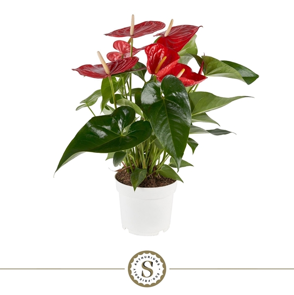 Anthurium Andreanum Minnesota