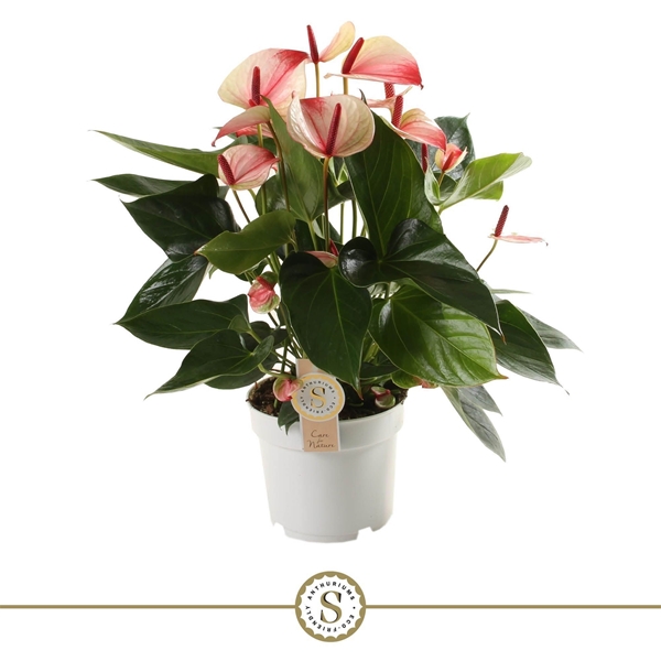 Anthurium Andreanum Mystique