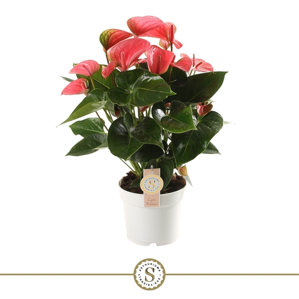 Anthurium Andreanum Pink Champion