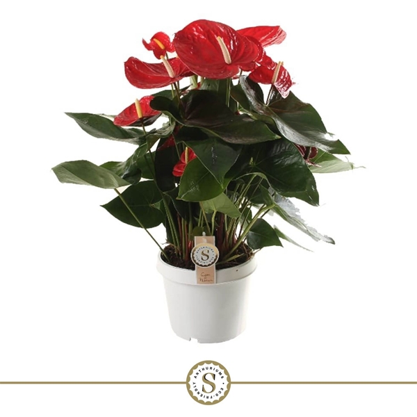 Anthurium Andreanum Red Champion