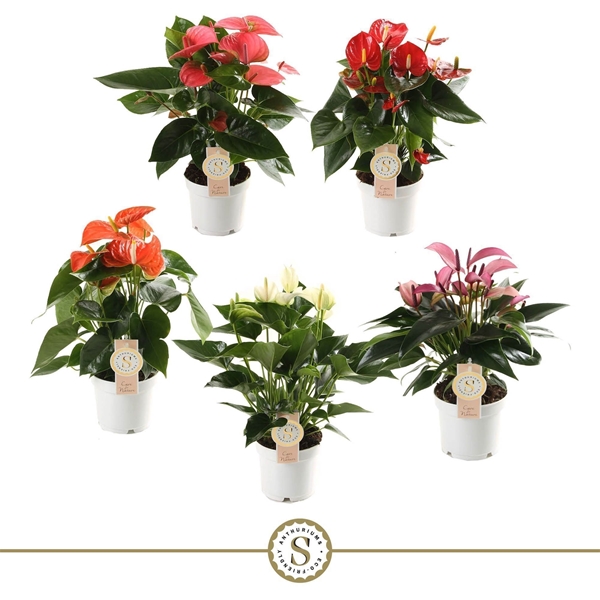 Anthurium Andreanum Mixtray