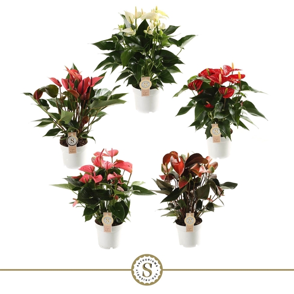 Anthurium Andreanum Mixtray