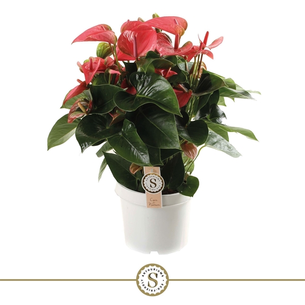 Anthurium Andreanum Pink Champion