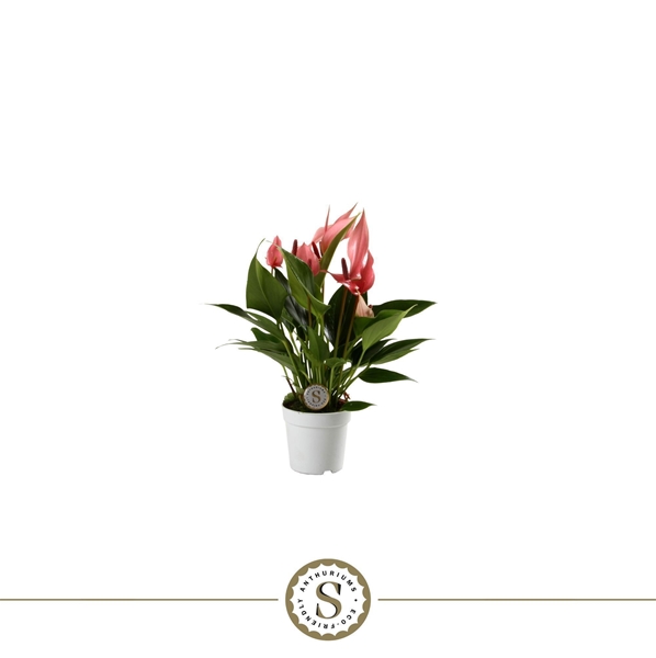 Anthurium Andreanum Lilli