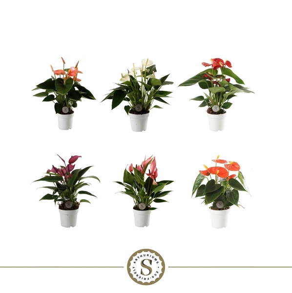 Anthurium Andreanum Mixtray
