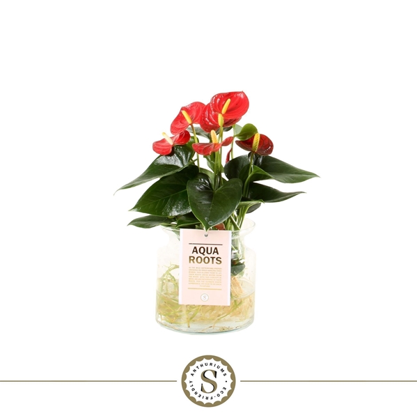 Anthurium Aqua Roots Zierglas Rot