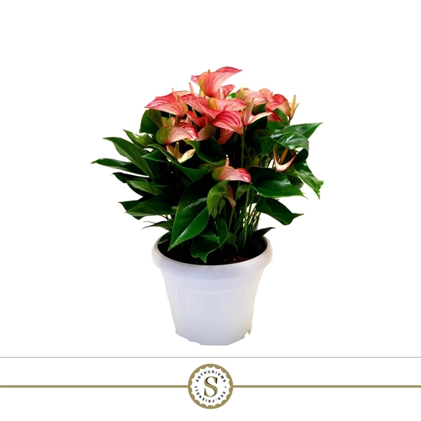 Anthurium Andreanum Livium Red