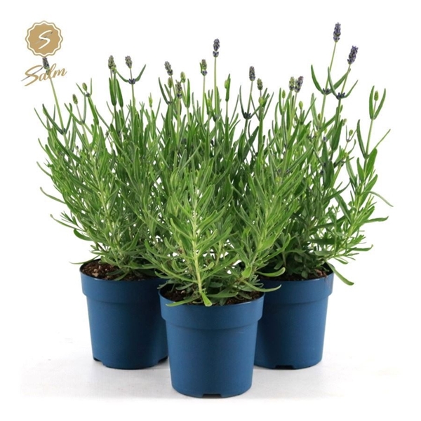 Lavandula Angustifolia Felice