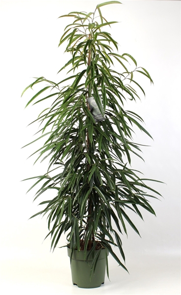 Ficus Binnendijkii Alii
