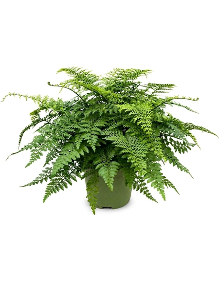 Asplenium Parvati
