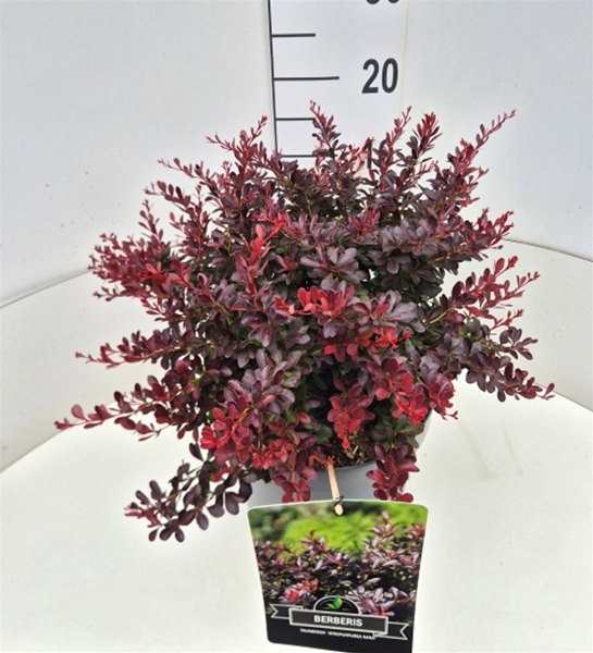 Berberis Thunbergii Atropurpurea Nana