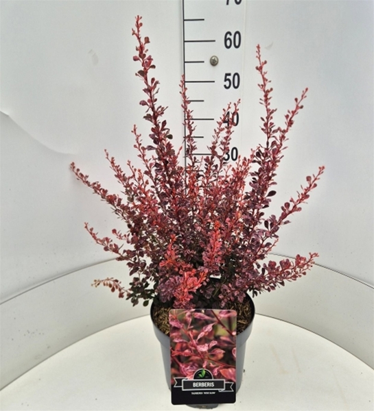 Berberis Thunbergii Rose Glow