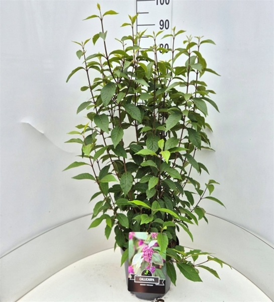 Callicarpa Bodinieri Profusion