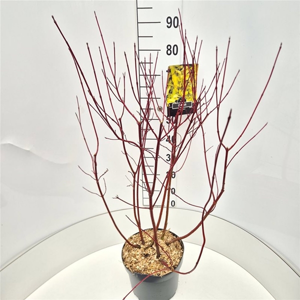 Cornus Alba Aurea
