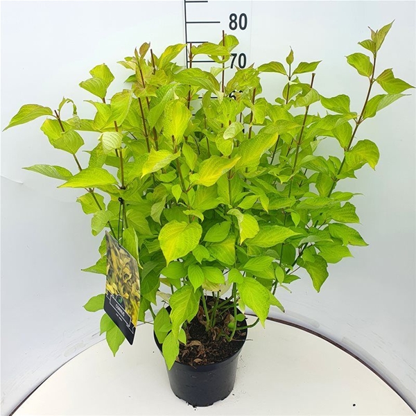 Cornus Alba Aurea