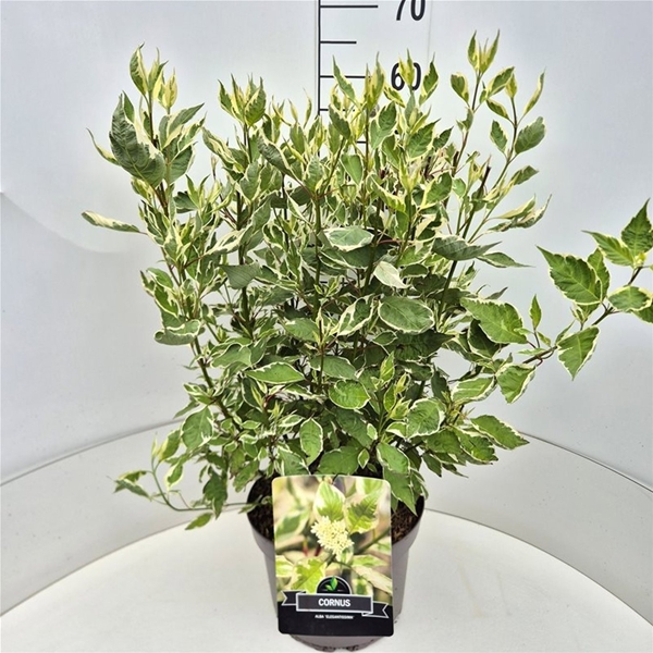 Cornus Alba Elegantissima