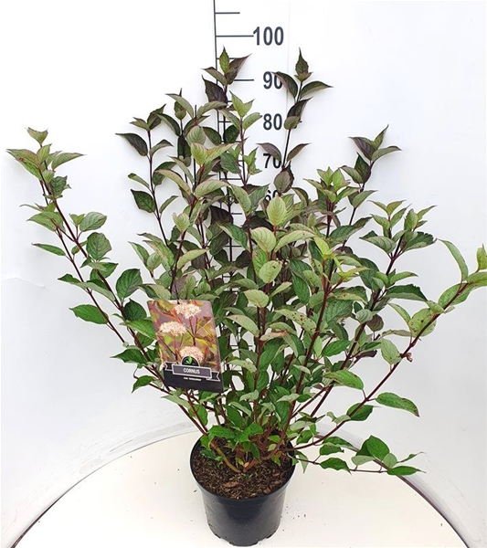 Cornus Alba Kesselringii