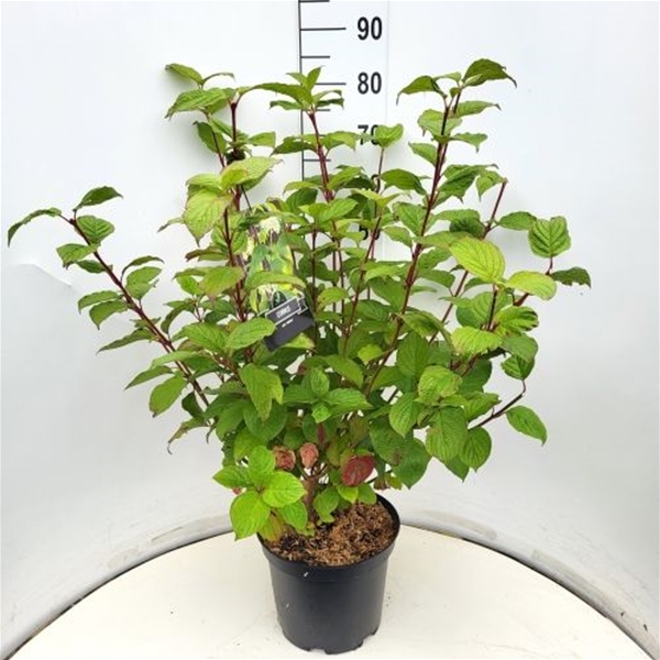 Cornus Alba Sibirica