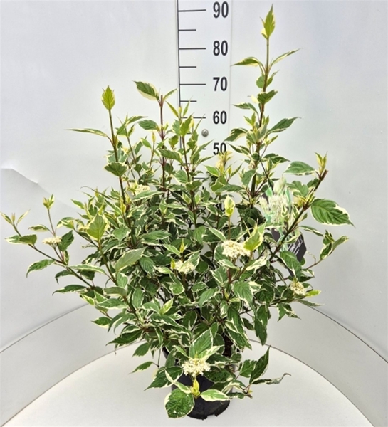 Cornus  Alba Sibirica Variegata