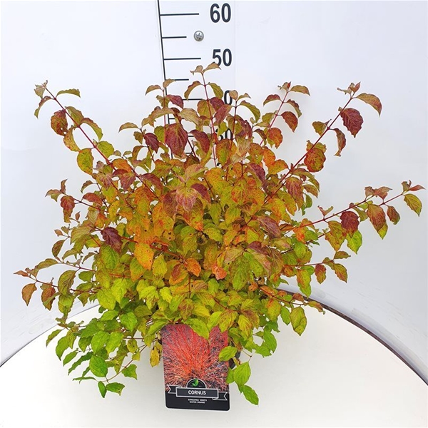 Cornus Sanguinea Annys Winter Orange
