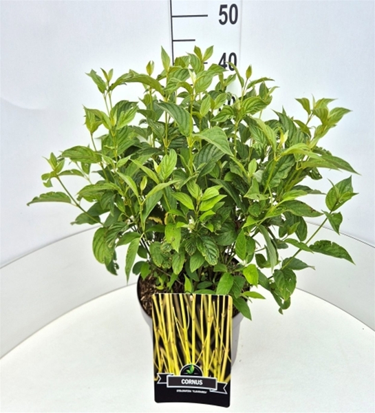Cornus Sericea Flaviramea