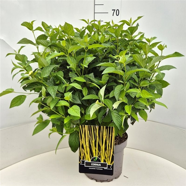 Cornus Flaviramea