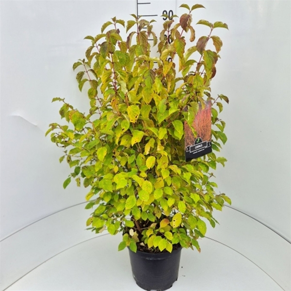 Cornus Sanguinea Midwinter Fire