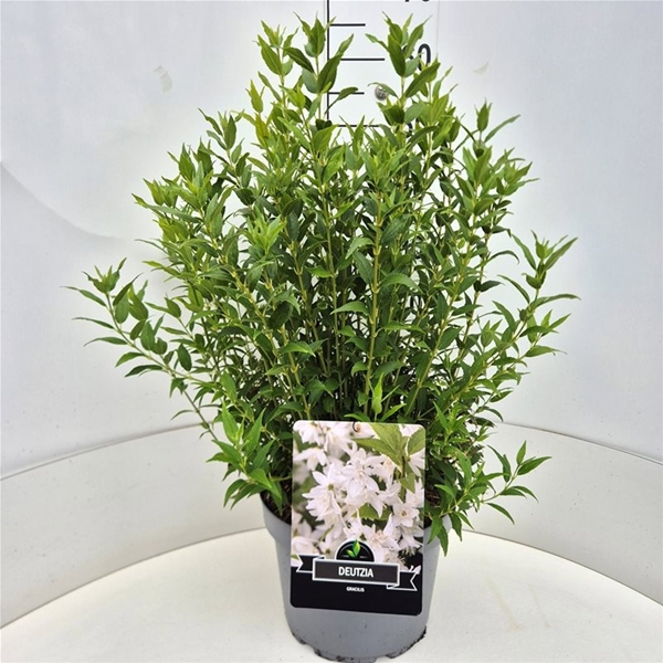 Deutzia Gracilis