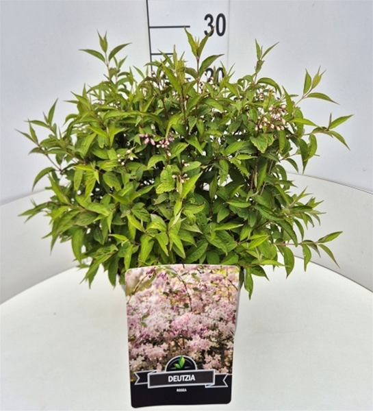 Deutzia Rosea
