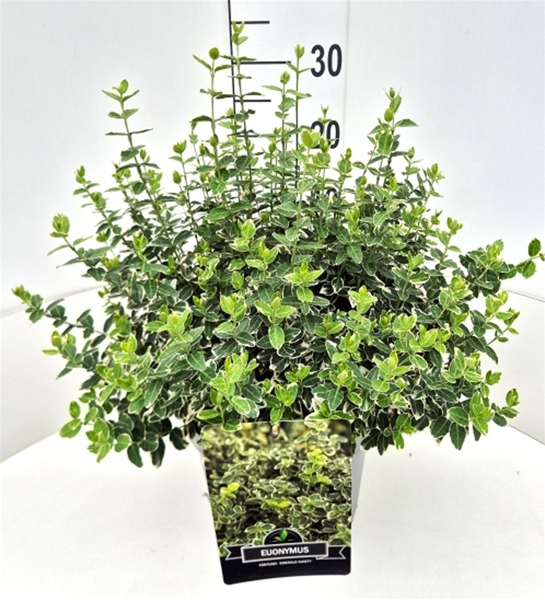 Euonymus Fortunei Emerald Gaiety