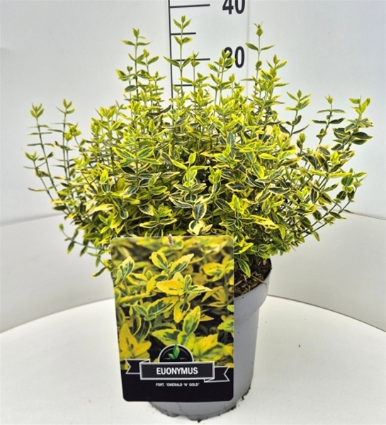 Euonymus Fortunei Emerald Gold