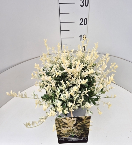 Euonymus Fortunei Harlequin