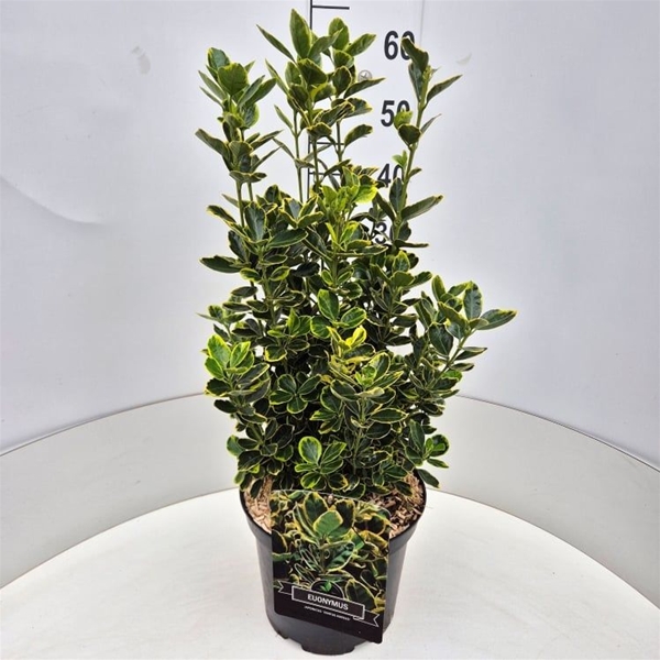 Euonymus Japonicus Ovatus Aureus