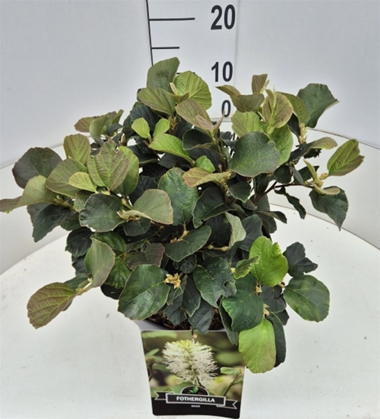 Fothergilla Major