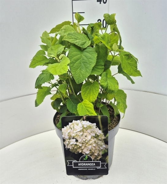 Hydrangea Arborescens Annabelle
