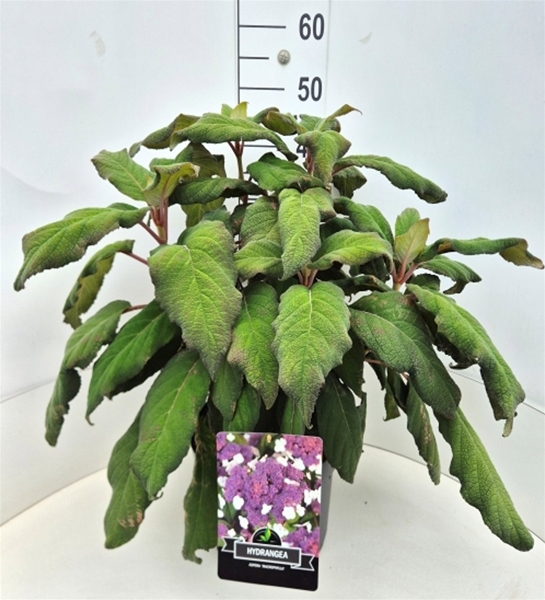 Hydrangea Aspera  Sargentiana