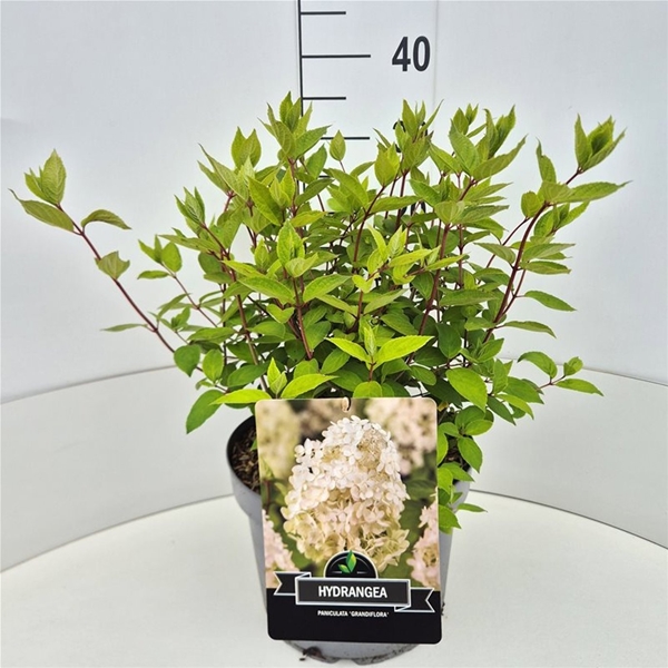 Hydrangea Paniculata Grandiflora