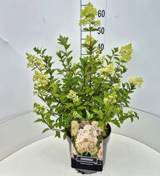 Hydrangea Paniculata Grandiflora