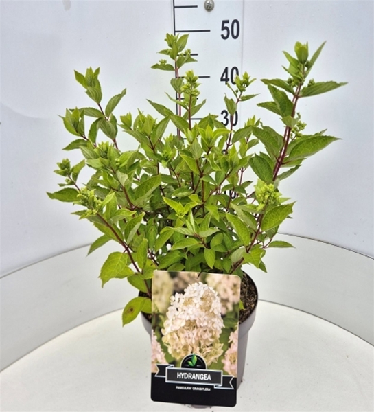 Hydrangea Paniculata Kyushu