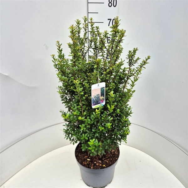 Ilex Crenata Caroline Upright