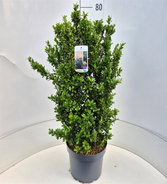Ilex Crenata Caroline Upright