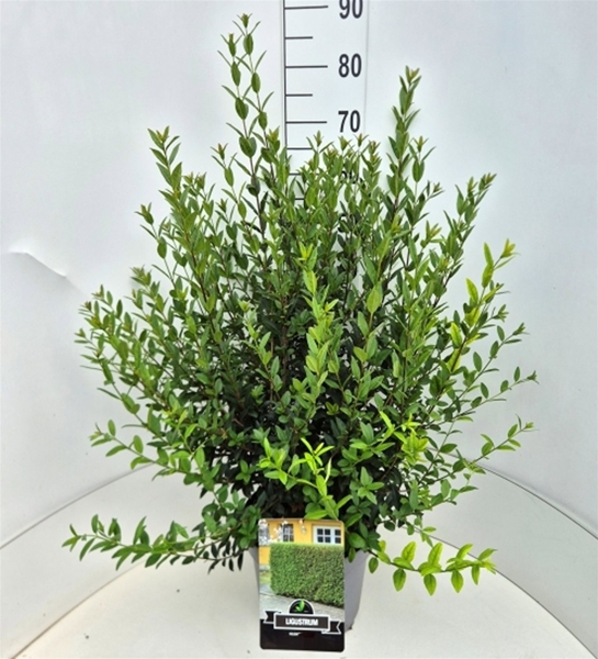 Ligustrum Vulgare Atrovirens