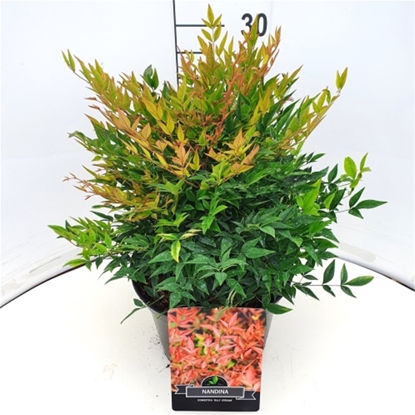 Nandina Domestica Gulf Stream