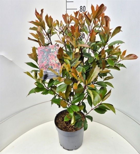 Photinia Fraseri Red Robin